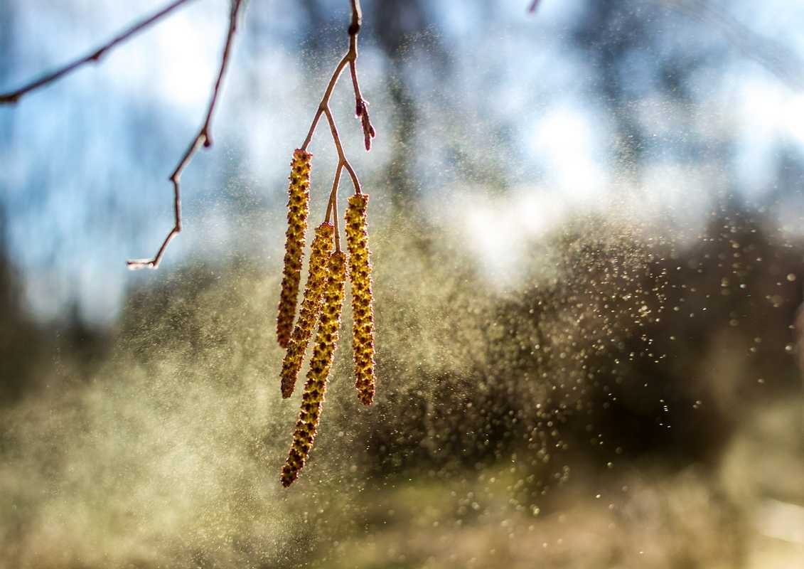 Ученые: присутствие пыльцы в воздухе повышает риск заражения коронавирусом COVID-19 - Фото