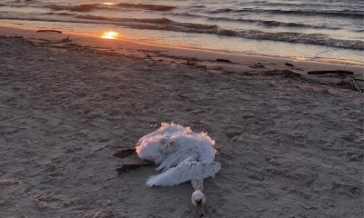 Более 400 лебедей умерли от птичьего гриппа H5N8 в Эстонии - Фото