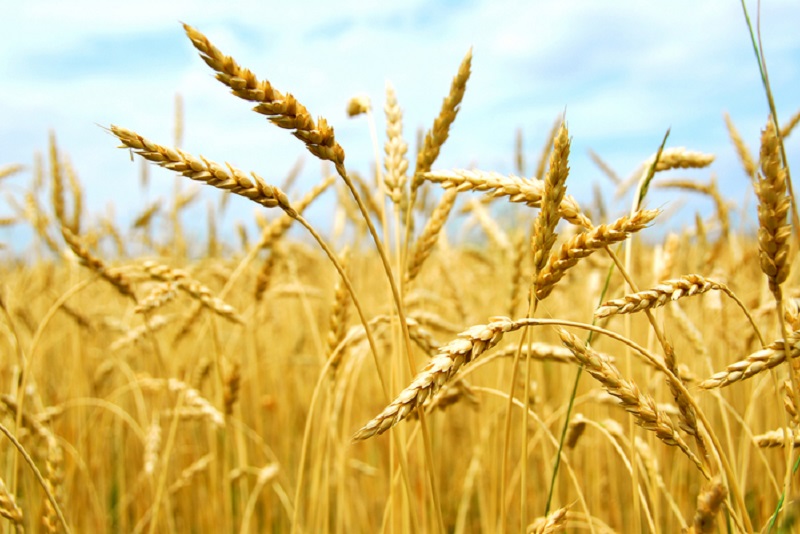Почему из Беларуси запретили вывозить зерновые