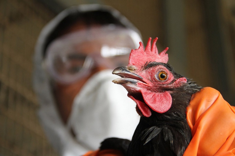 В Китае выявили 1-й в мире случай заражения человека птичьим гриппом H10N3 - Фото