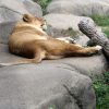 В индийском зоопарке умерла львица с положительным тестом на коронавирус COVID-19 - Фото