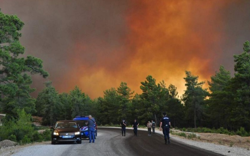 Президент Турции Эрдоган заявил об аресте подозреваемого в поджоге лесов на юге страны - Фото